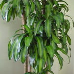 Dracaena Fragrans_ossigeno