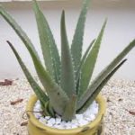 aloe vera_ossigeno