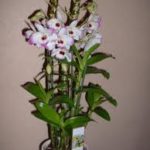 orchidea_ossegeno_dendrium