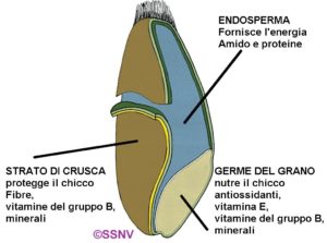 cereali integrali