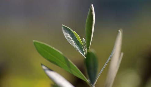 foglie di ulivo