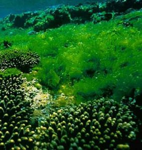alga per grasso addominale