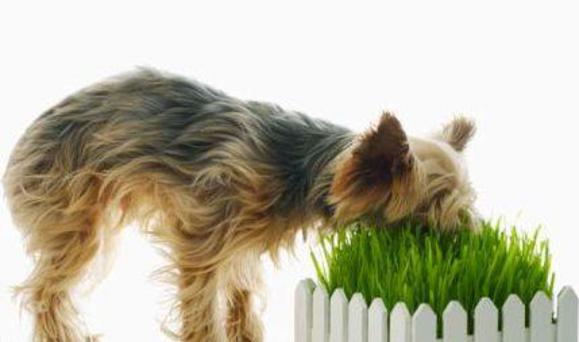 cane mangia erba