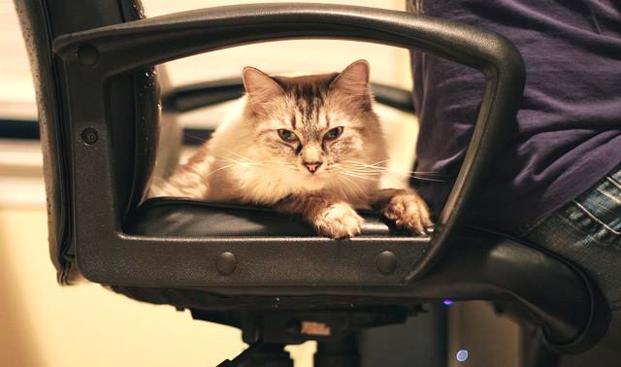 gatti ufficio