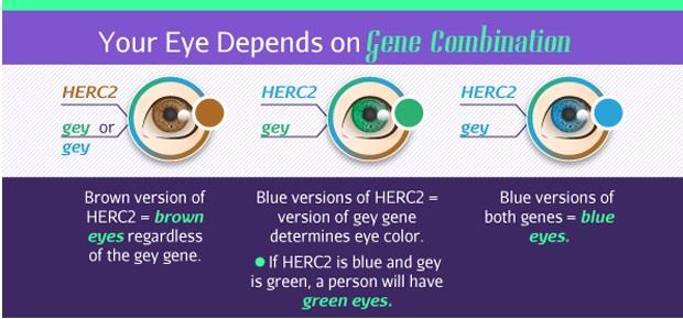Foto: infografica http://www.healthyandnaturalworld.com/what-does-your-eye-color-reveal-about-you/ 