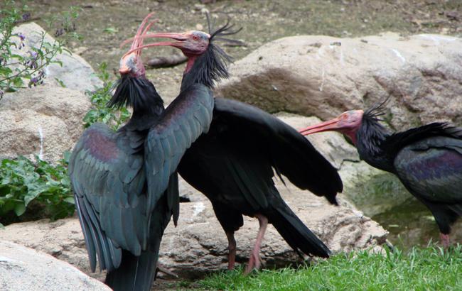 ibis italia