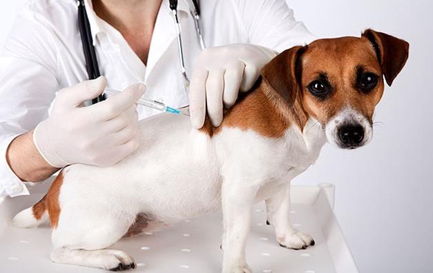 vaccini animali