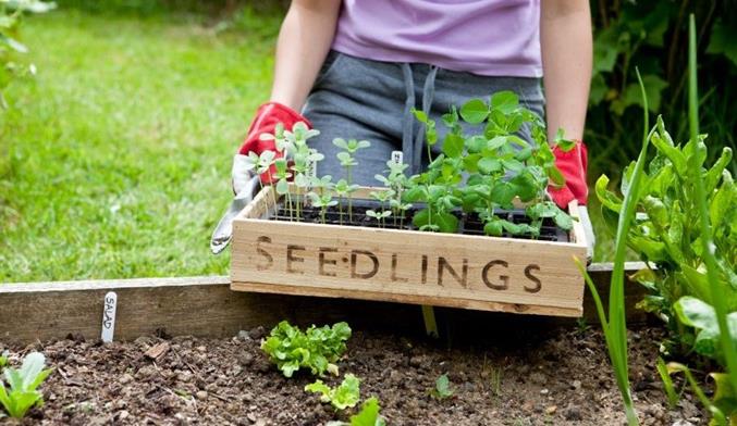 Gardener holding wooden seedling tray in vegetable garden, with plants for cutting garden and vegetable patch (zinnia and pea).