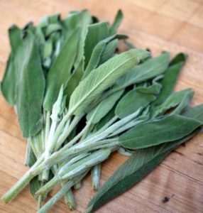 salvia