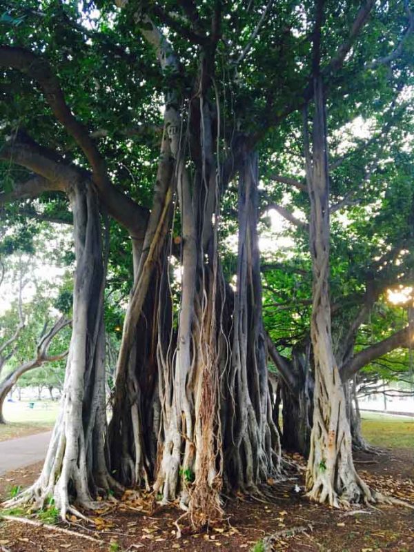 Baniano albero sacro indiano