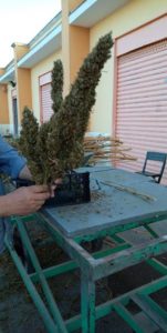 canapa sativa cannabis light