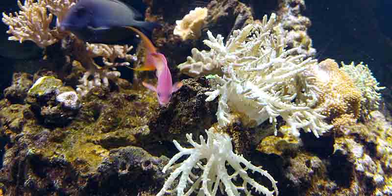 barriera corallina colorata