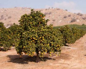 bergamotto proprietà piantagione