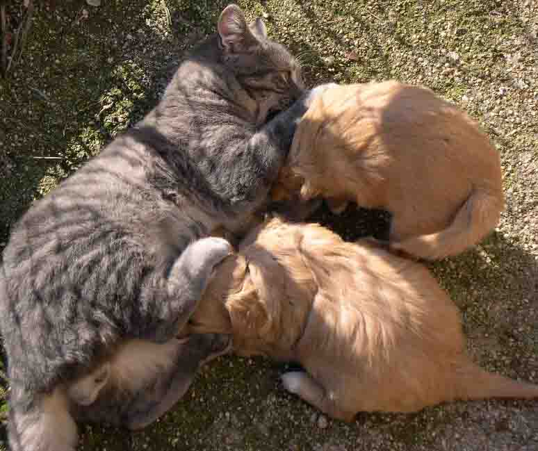 perchè i gatti fanno le fusa
