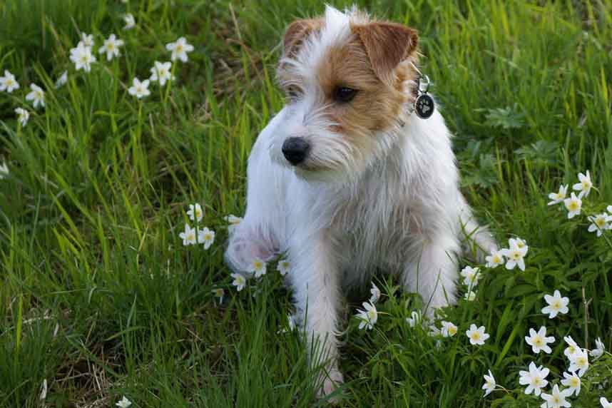 jack russell terrier cane cucciolo
