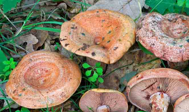 funghi commestibili lactarius sanguifluus