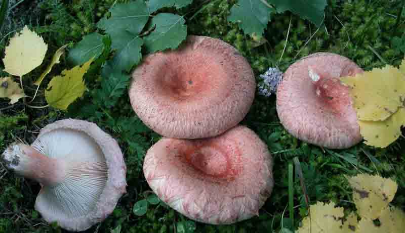 Funghi tossici Lactarius torminosus