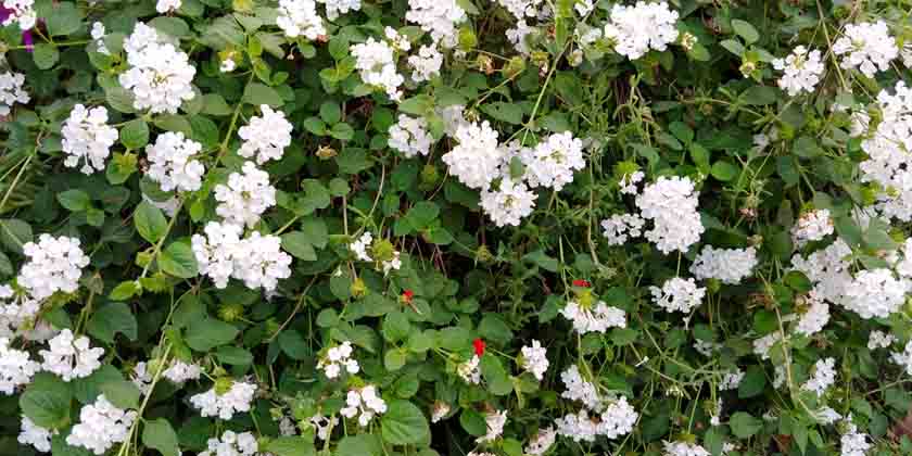 lantana camara bianca