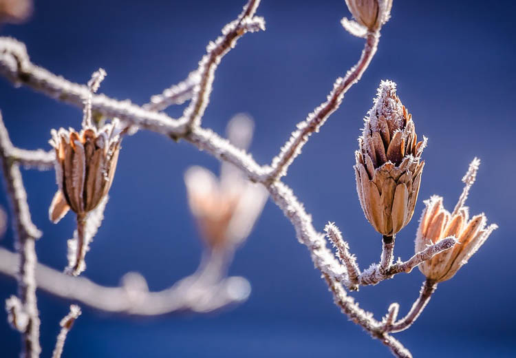 Come proteggere le piante dal freddo