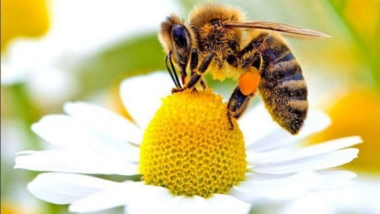 API e impollinazione