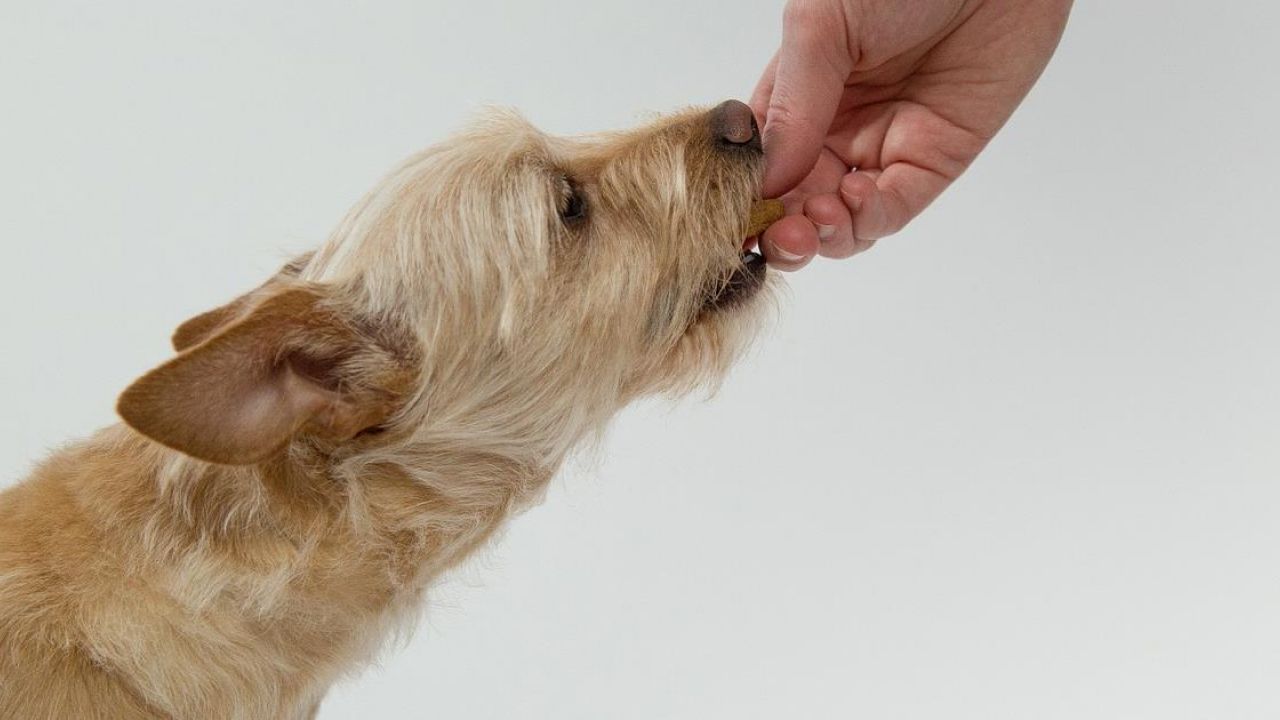 2 deliziose ricette per preparare dei biscotti per cani fai da te