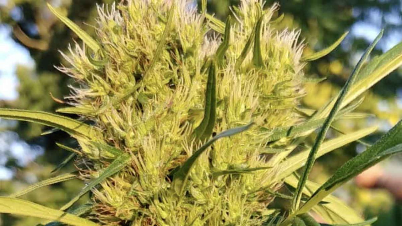 cannabidiolo cbd