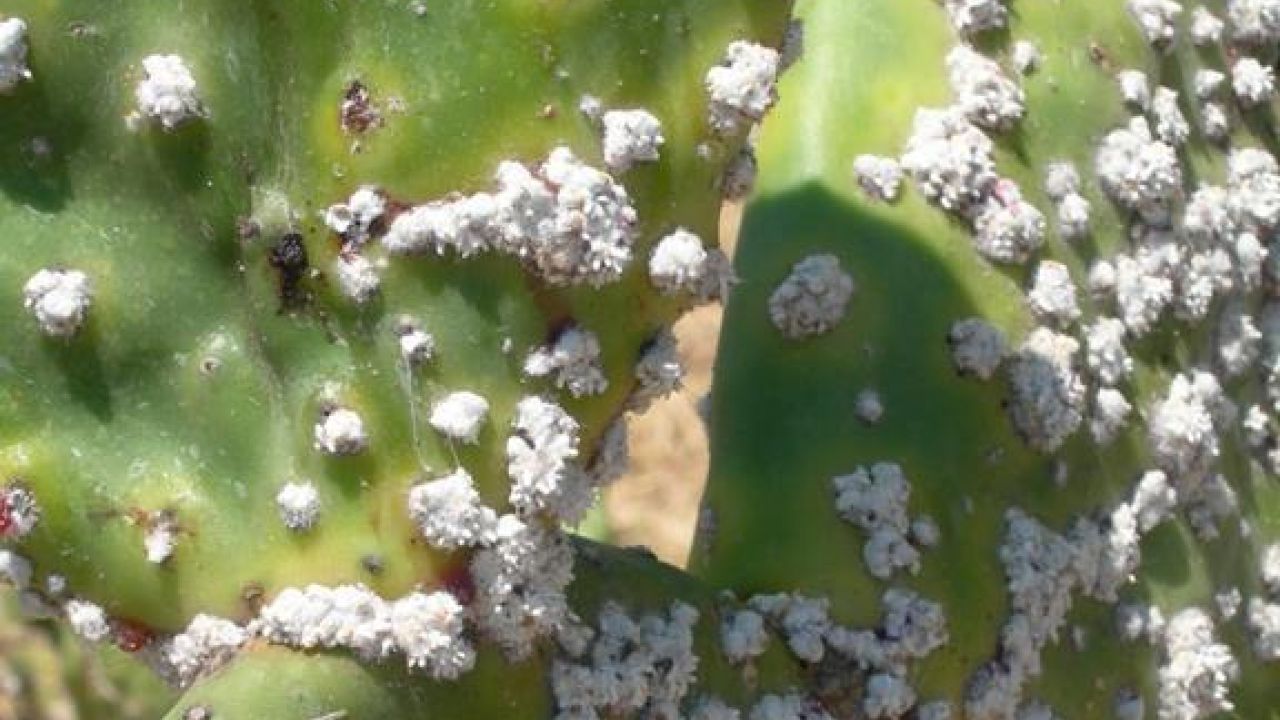cocciniglia