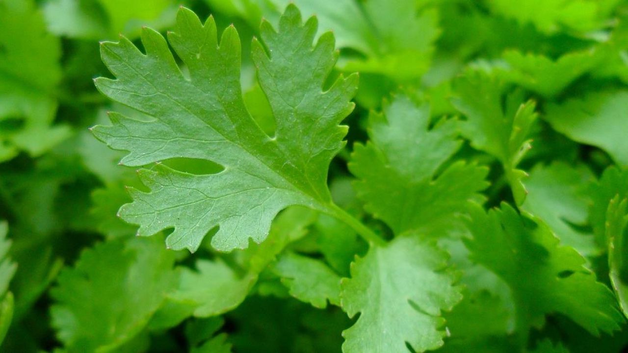 Come conservare il prezzemolo per mantenerlo sempre fresco