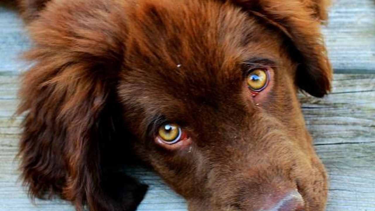8 rimedi naturali per risolvere la costipazione canina