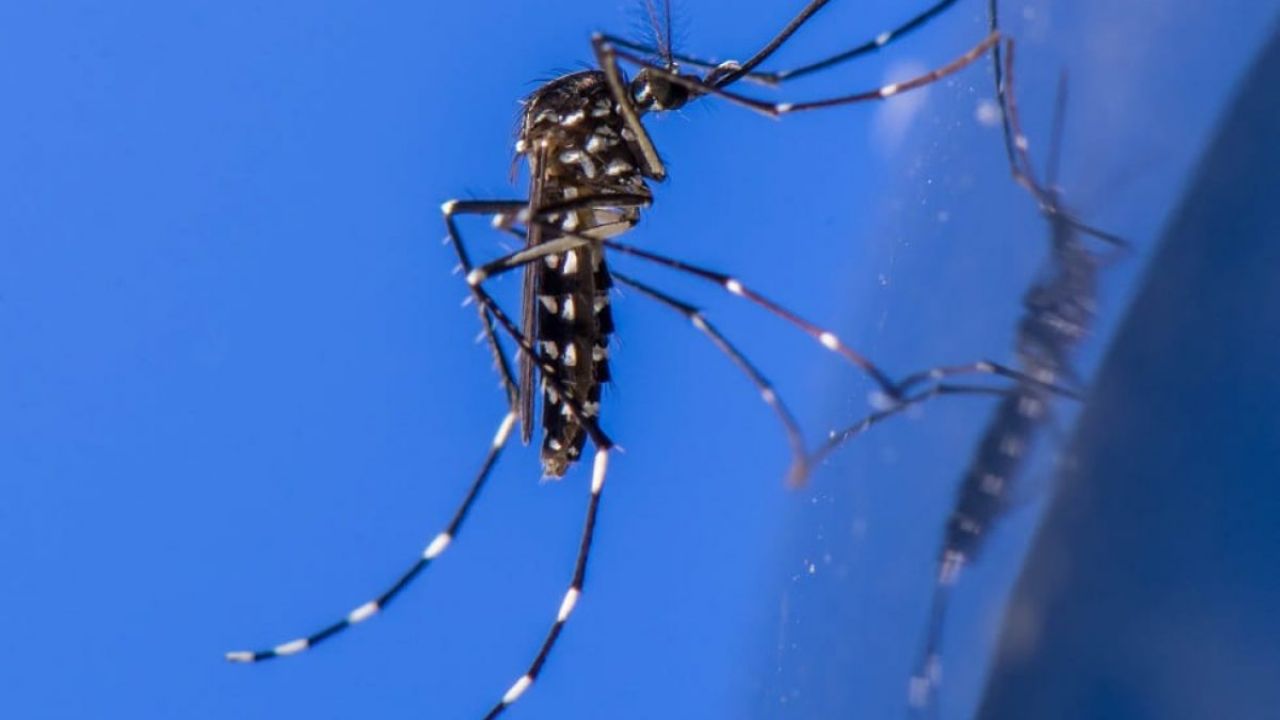 DENGUE