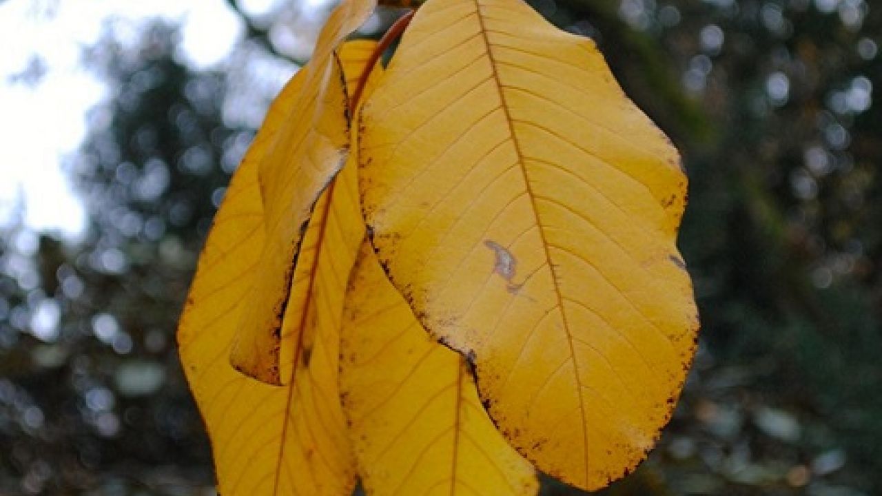 Foglie ingiallite sulle piante: cause e rimedi