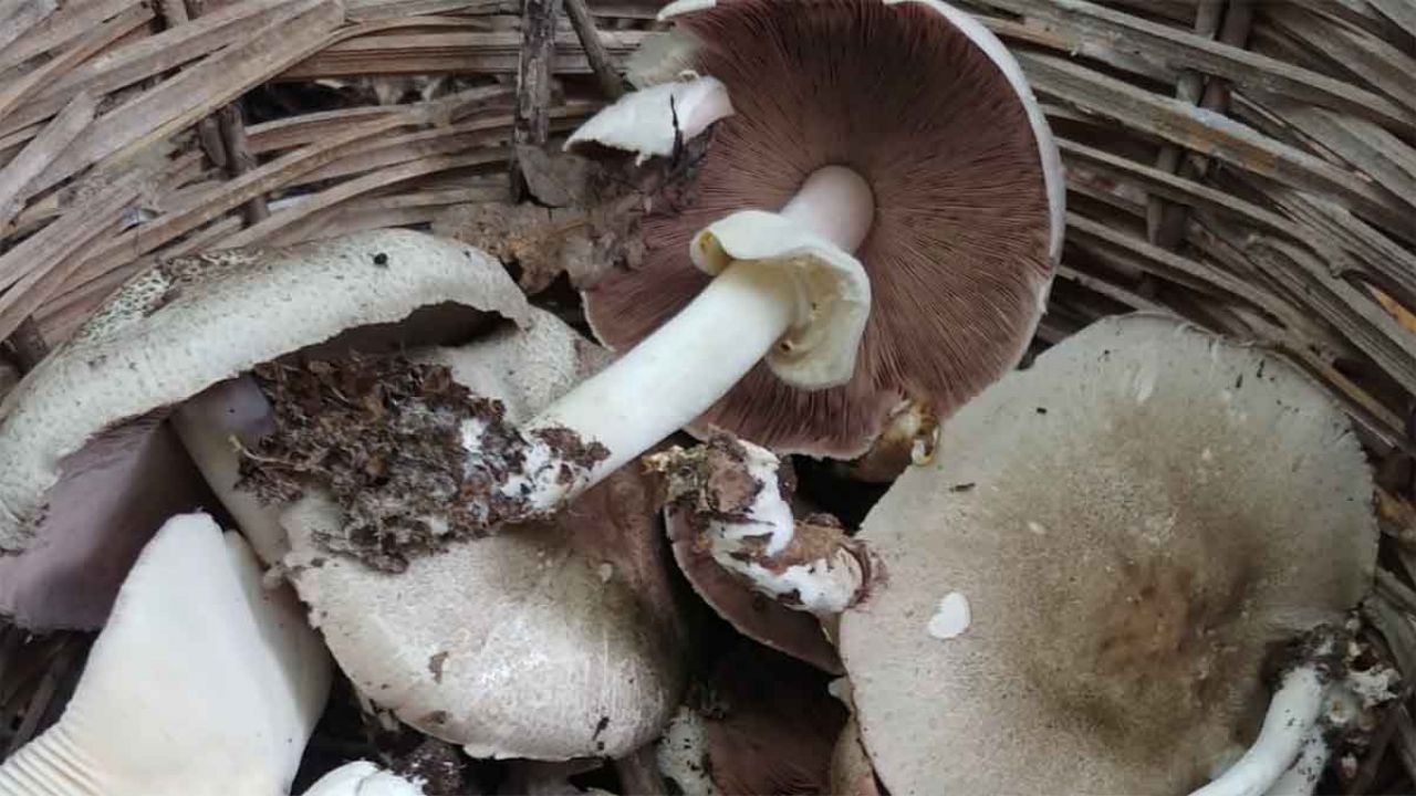 funghi velenosi