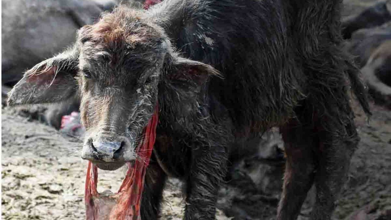 Festival di Gadhimai