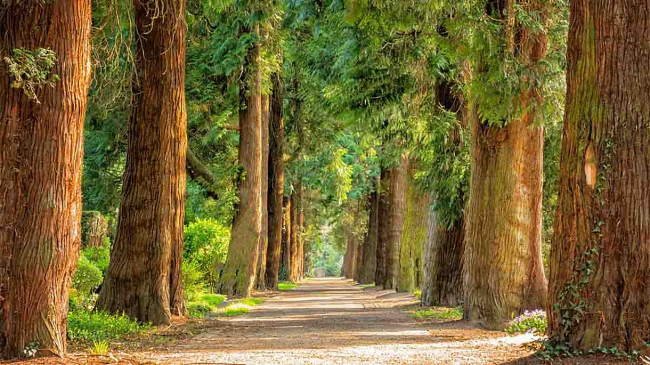 giornata nazionale degli alberi