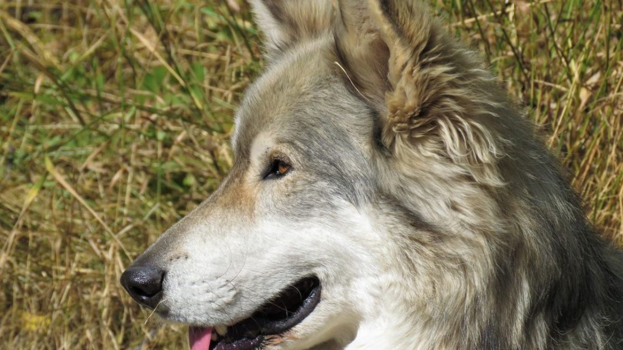 CANE LUPO CECOSLOVACCO