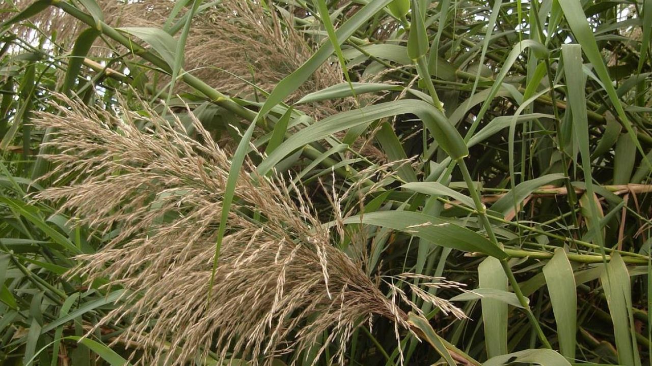 La Miscanthus gigante: la pianta che produce più energia del petrolio
