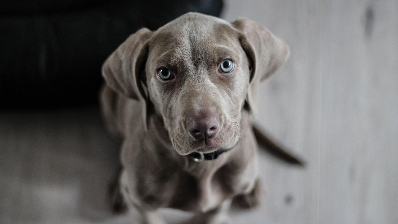 dieta ideale per cane