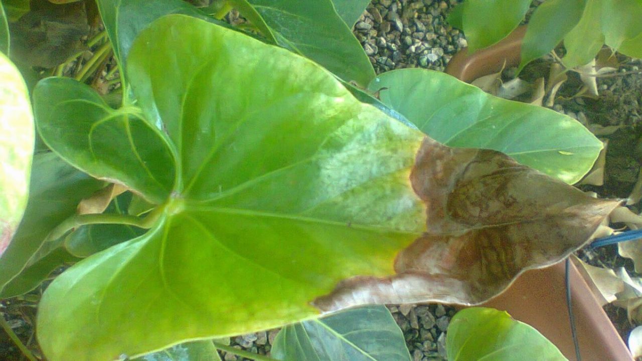 PIANTE SECCHE