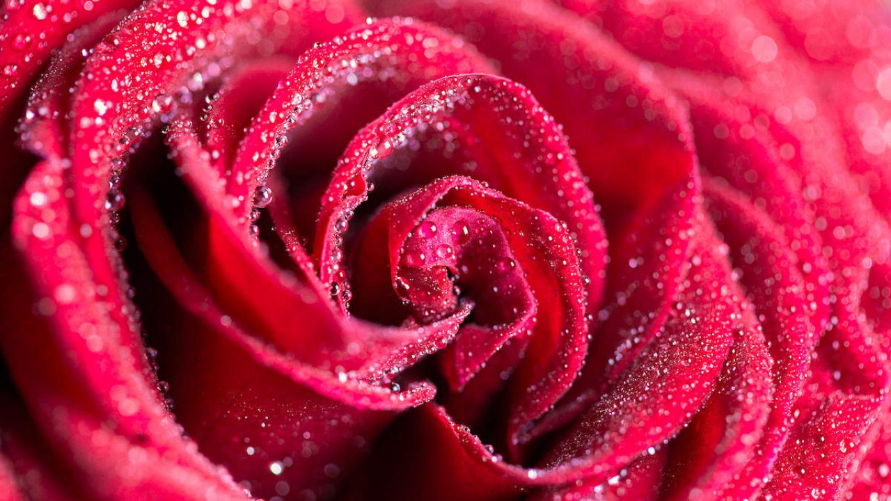 ROSA ROSSA