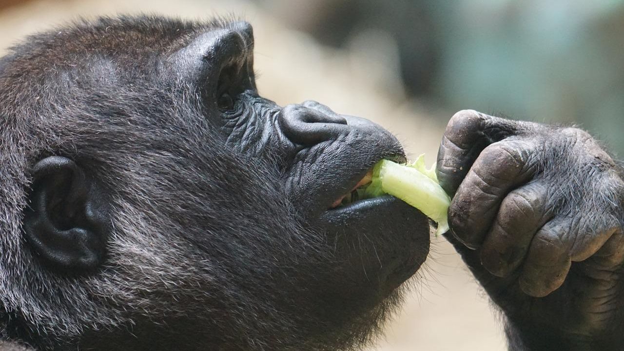 Scimpanzé e altri animali praticano l'automedicazione
