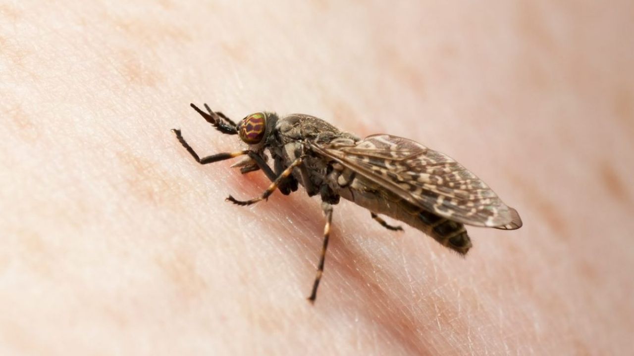 TAFANI