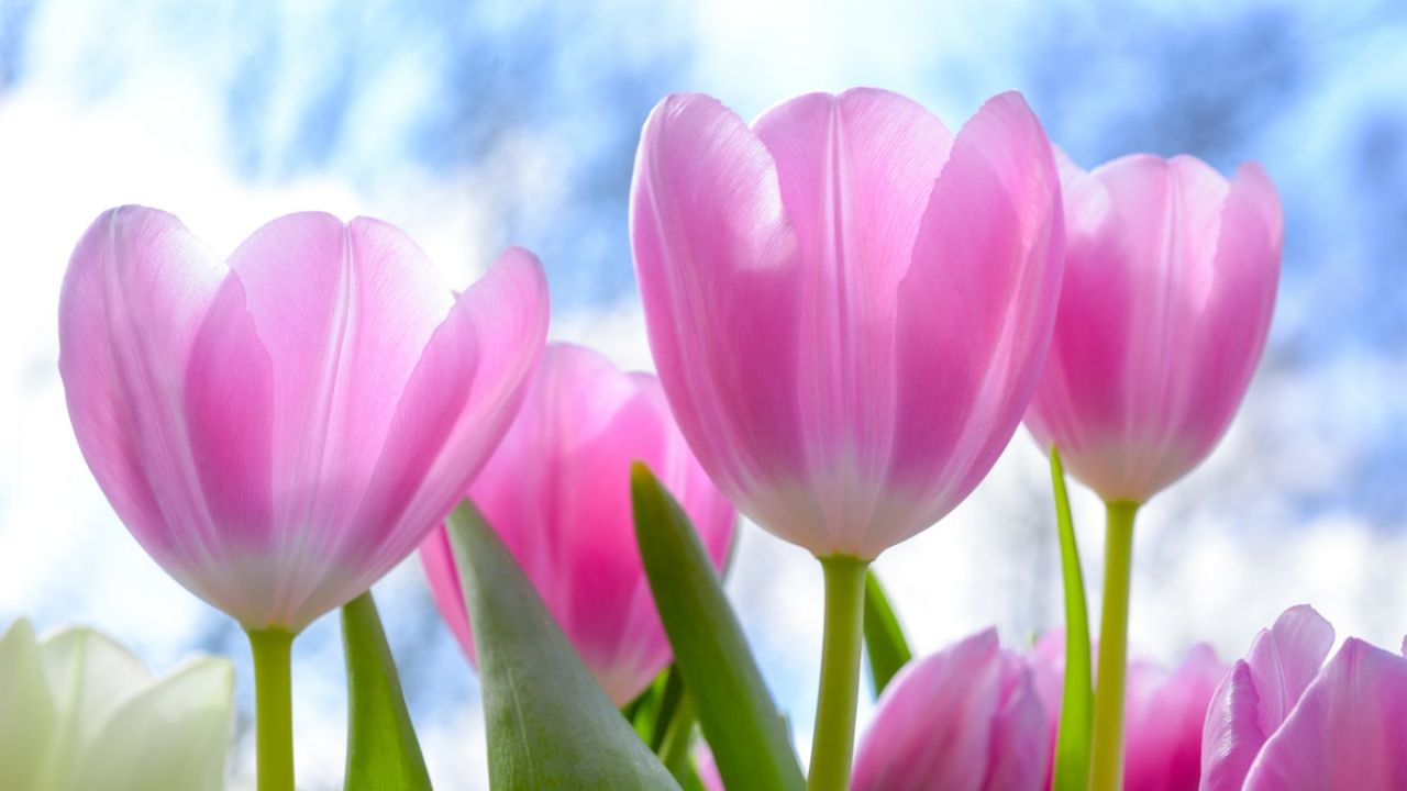 TULIPANI