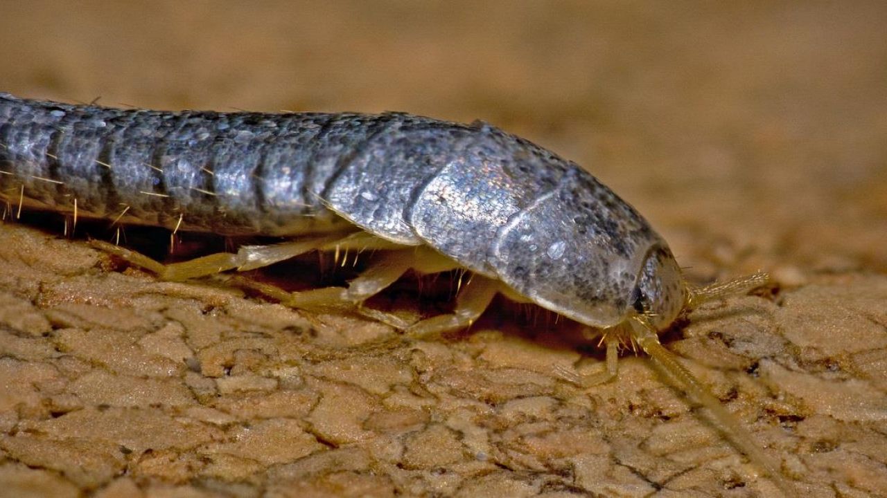 6 rimedi naturali per liberarsi dei vermi della polvere