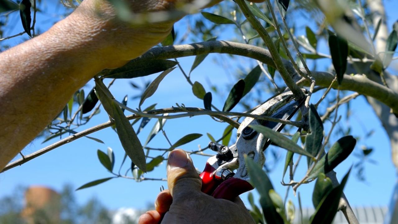 xylella