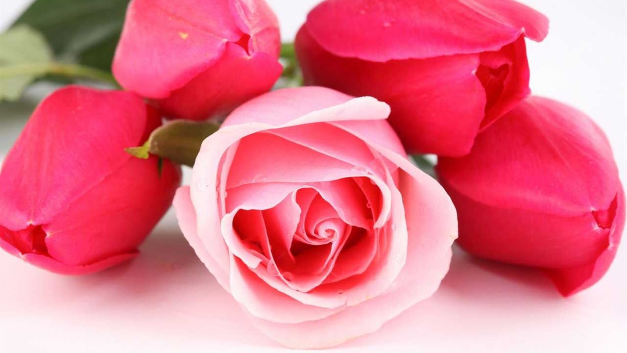 acqua di rose
