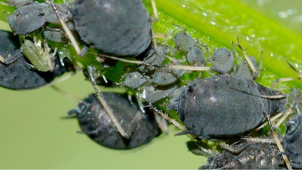 Afidi E Pidocchi I Migliori Rimedi Naturali Per