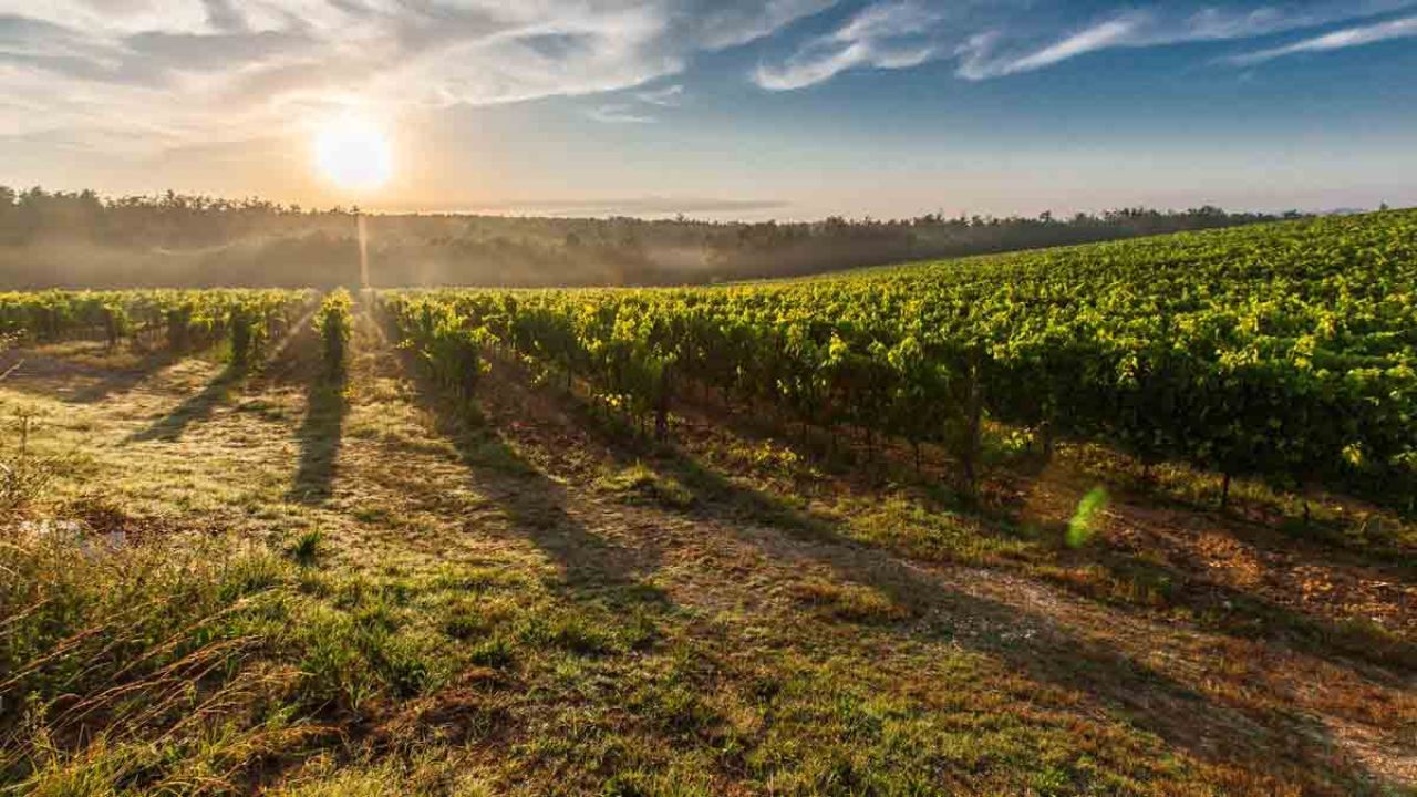 agricoltura biologica erbe spontanee