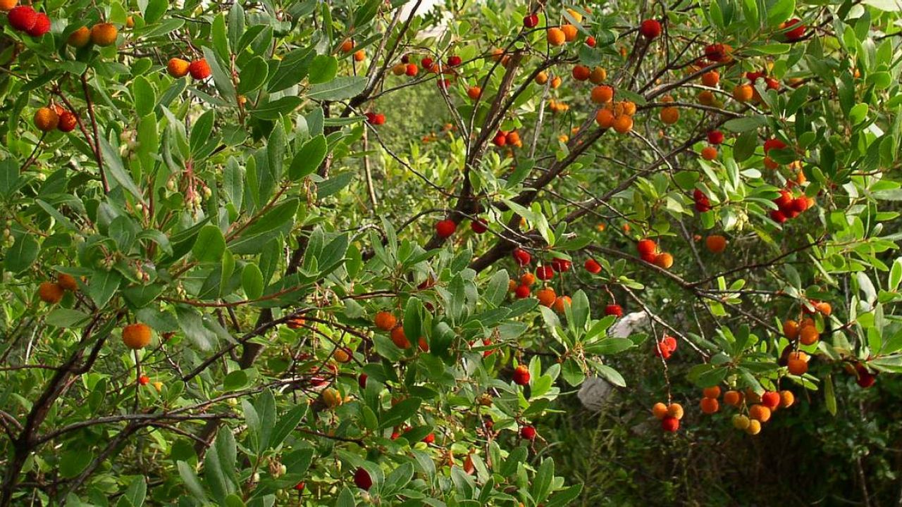 alberi e arbusti macchia mediterranea