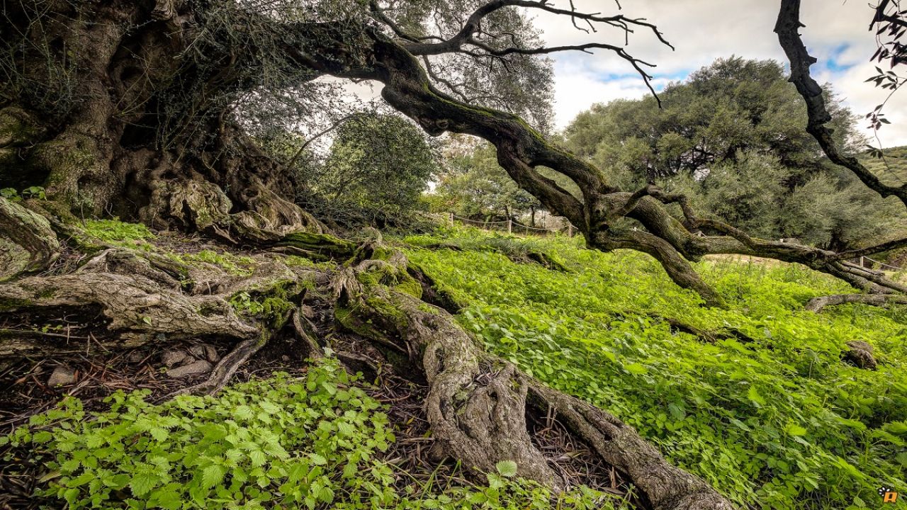 albero più vecchio d'Italia