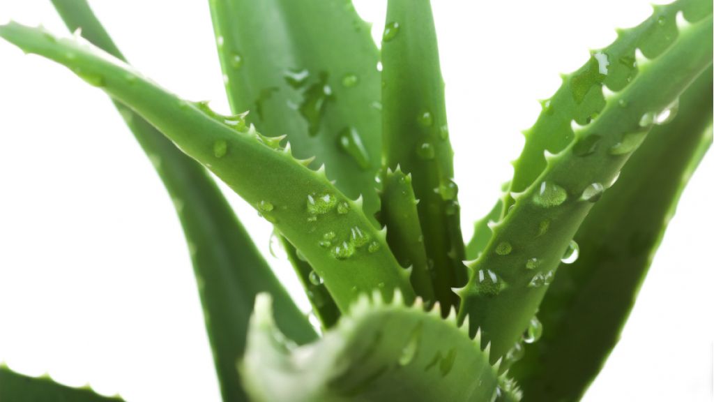 aloe vera in gravidanza uso esterno